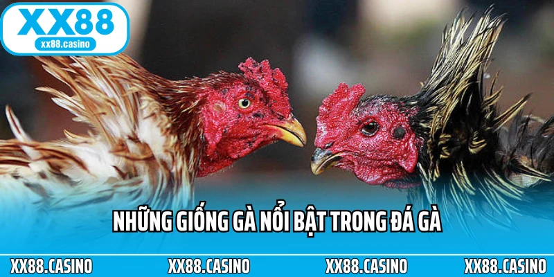 Những giống gà nổi bật trong đá gà Những giống gà nổi bật trong đá gà